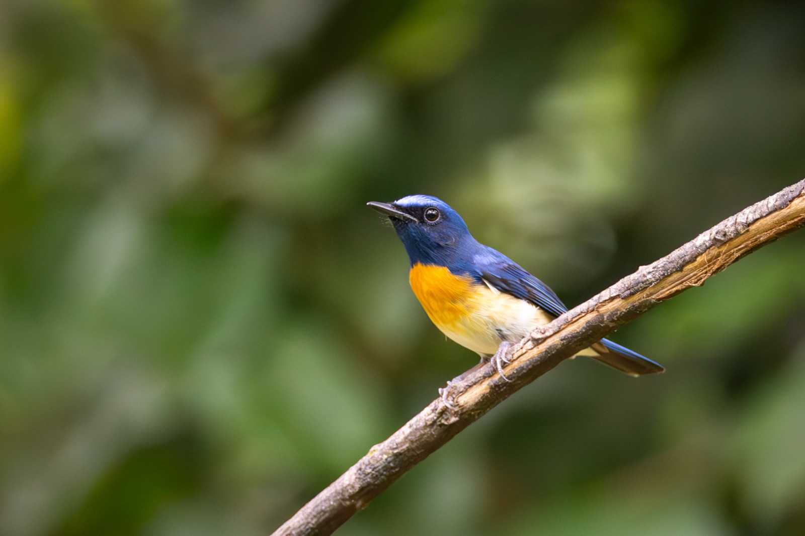 image Blue-throated Flycatcher